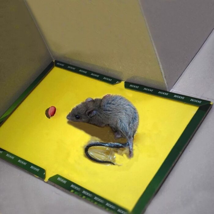 Reusable Expert mouse or rat glue trap, Heavy-Duty, Pre-Baited, Non-Toxic and 99 - Image 2