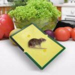 Reusable Expert mouse or rat glue trap, Heavy-Duty, Pre-Baited, Non-Toxic and 99 - Image 3